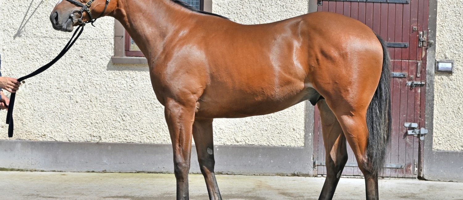 Coulsty Colt – 12.5% Shares