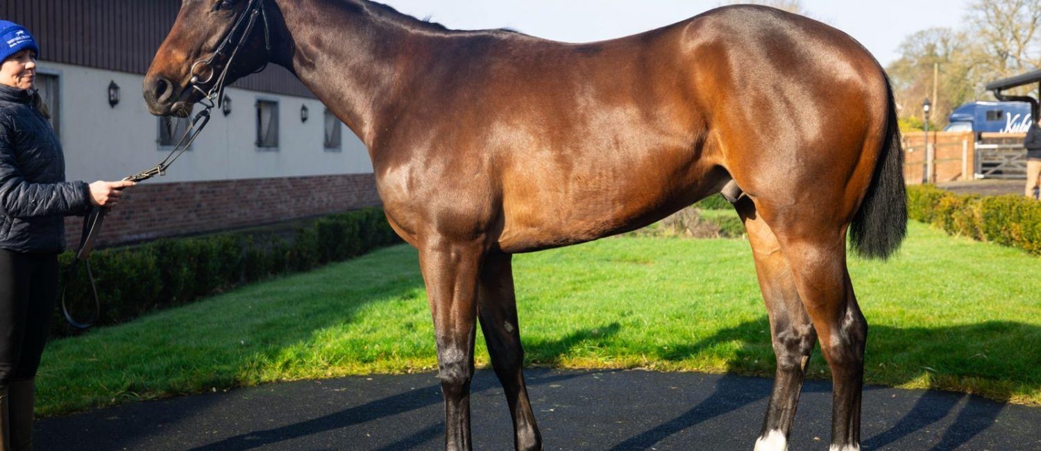 Dream Ahead Colt, 5% Shares